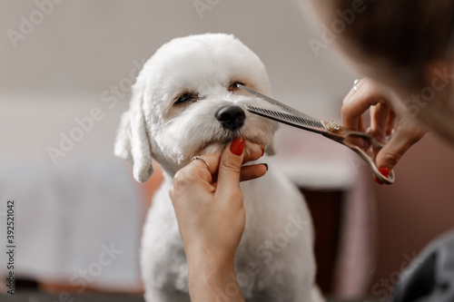 cropped shot of a young blonde pet beautician and white purebred bichon. Grooming of white dog.