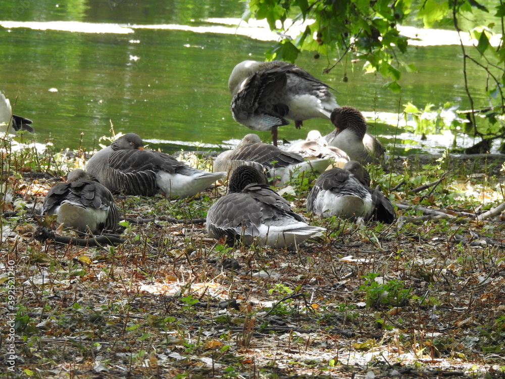 Birds rest on the shore Birds rest on the shore
