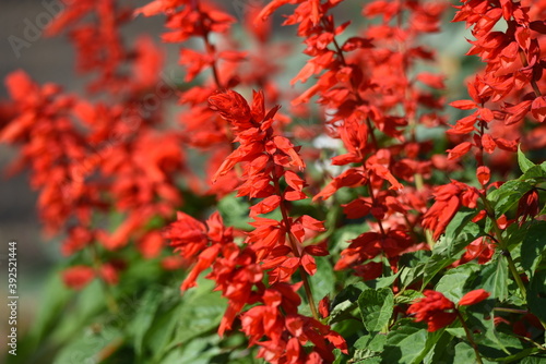 Salvia flowers / Lamiaceae native to Brazil plant