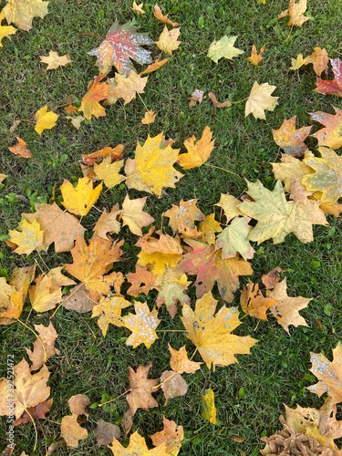 autumn leaves on the ground