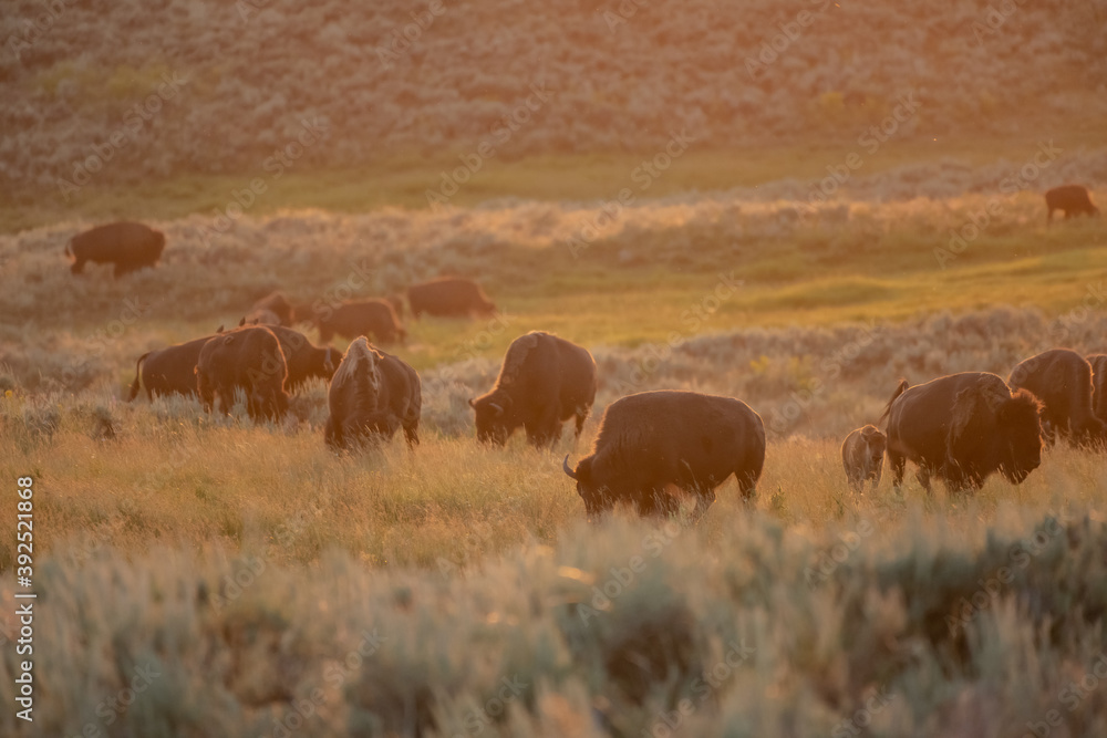 Sunset Glows Over Herd of Bison in Lamar Valley Sunset Glows Over Herd of Bison in Lamar Valley