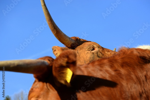 long, longer, longhorn. Beautiful longhorn cows in the sun photo