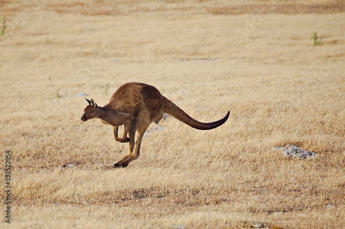 Springendes Känguru © Peter