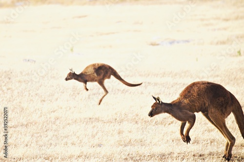 Kängurus im Outback © Peter
