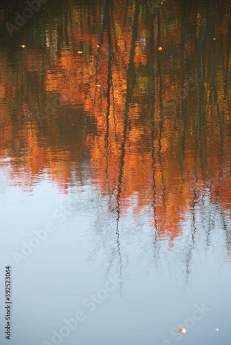 Fall trees reflecting in a pond