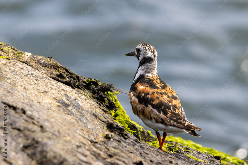 Obraz premium A Ruddy Turnstone