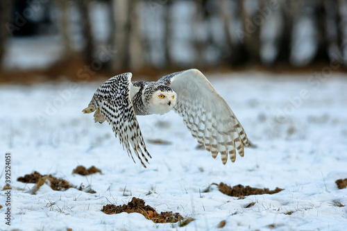 A great strong white owl with huge yellow eyes and wide spread wings flying above snowy steppe. Snowy Owl, Bubo scandiacus.