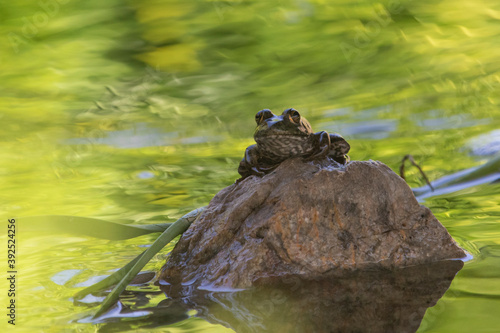 Toad on Rock in Swamp