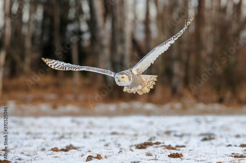 A great strong white owl with huge yellow eyes and wide spread wings flying above snowy steppe. Snowy Owl, Bubo scandiacus.