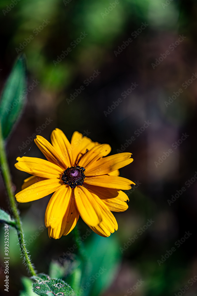 Rudbeckia Rudbeckia