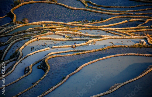 Chinese peasant is walking along the edge of a rice field. Rice terraces of Yunnan province China.