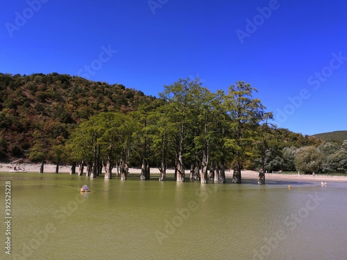 Grove in the water photo