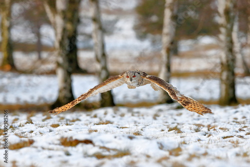 A huge, strong, blonde owl with huge orange eyes flying directly to the photographer on a white snowy trees background. Eurasian Eagle Owl, Bubo bubo sibiricus