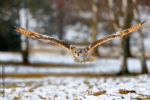 A huge, strong, blonde owl with huge orange eyes flying directly to the photographer on a white snowy trees background. Eurasian Eagle Owl, Bubo bubo sibiricus