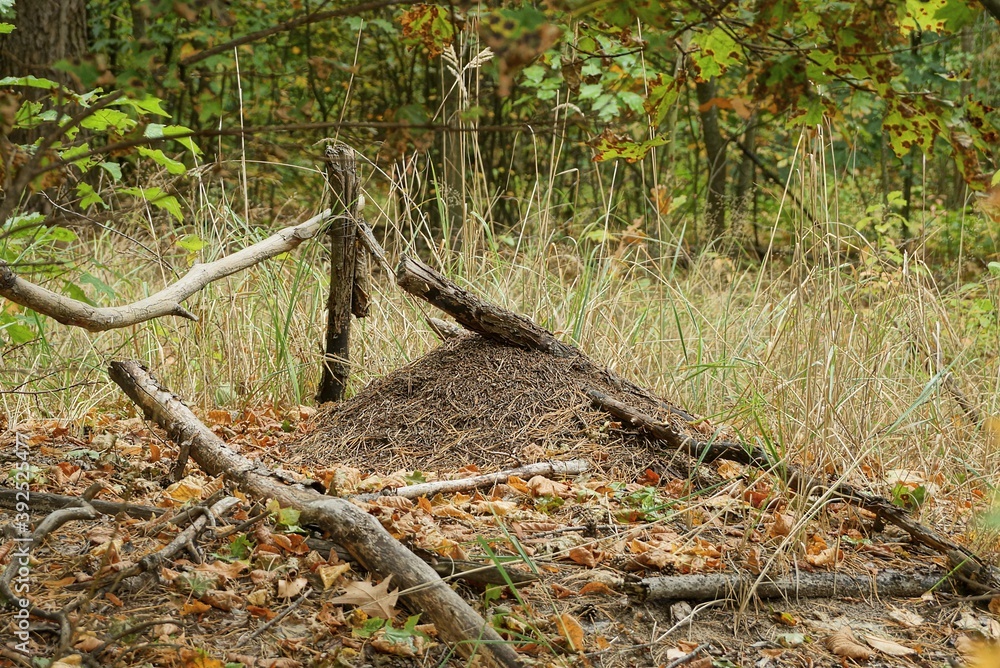 one large brown anthill in the autumn forest among dry gray grass one large brown anthill in the autumn forest among dry gray grass
