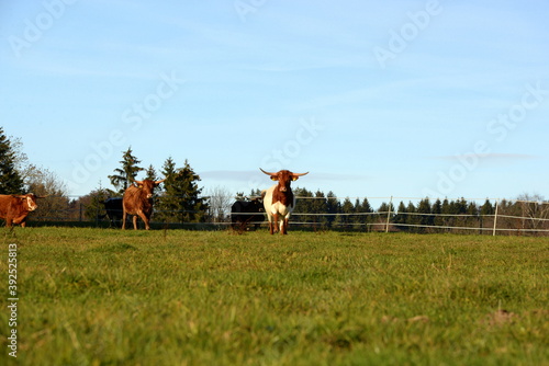 long, longer, longhorn. Beautiful longhorn cows in the sun © Grubärin