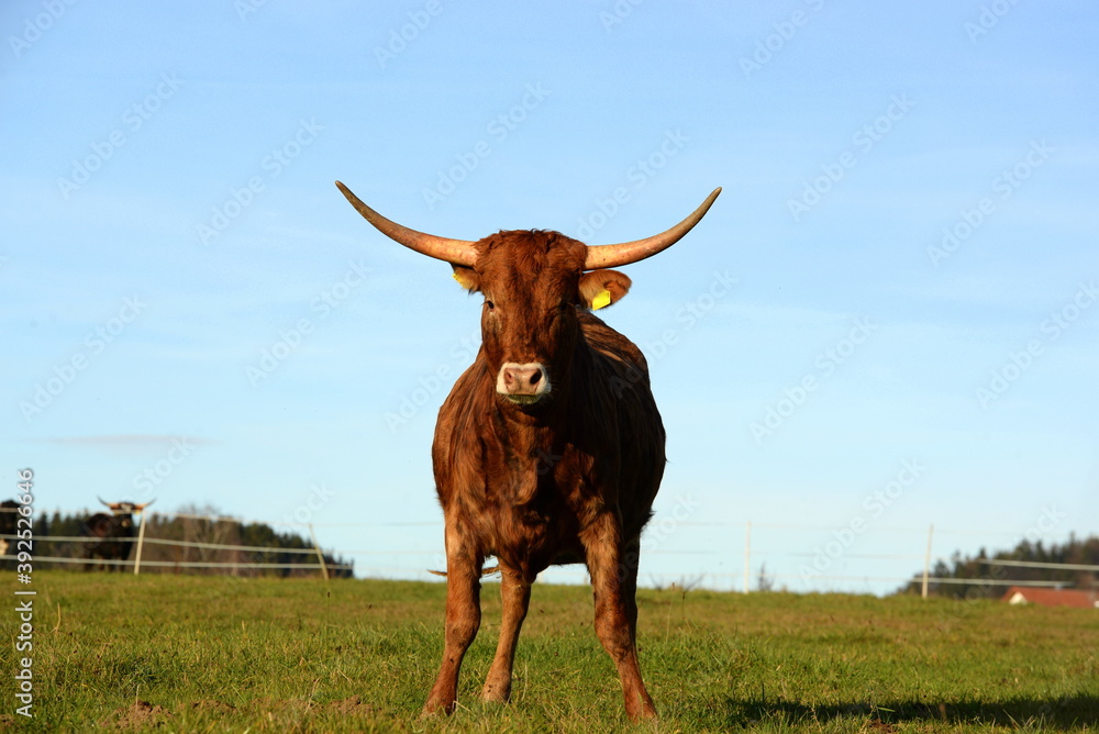 long, longer, longhorn. Beautiful longhorn cows in the sun long, longer, longhorn. Beautiful longhorn cows in the sun