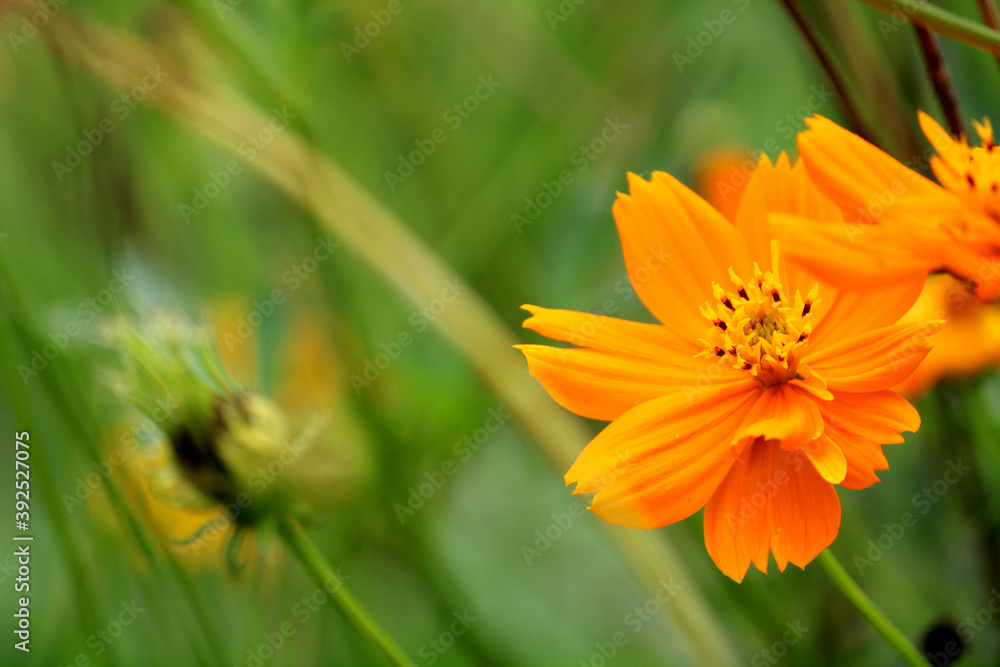 The close-up view of Sulfur Cosmos blooming. The close-up view of Sulfur Cosmos blooming.