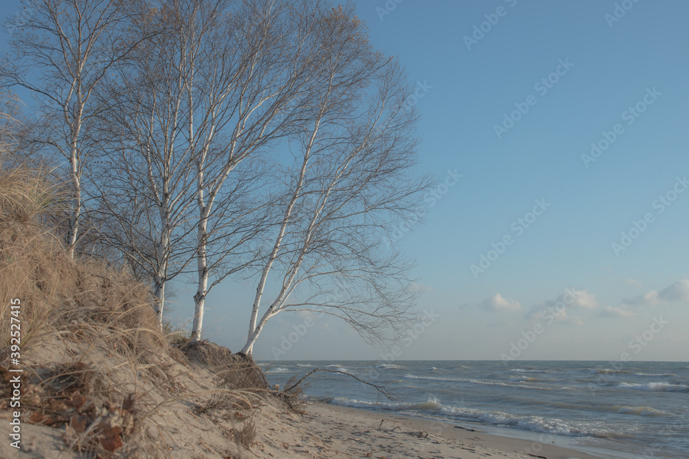 trees on the beach