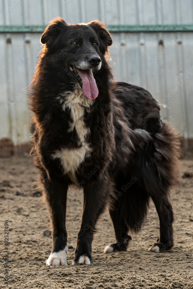 Fototapeta premium Close-up portrait of a simple, funny but smart mongrel dog,