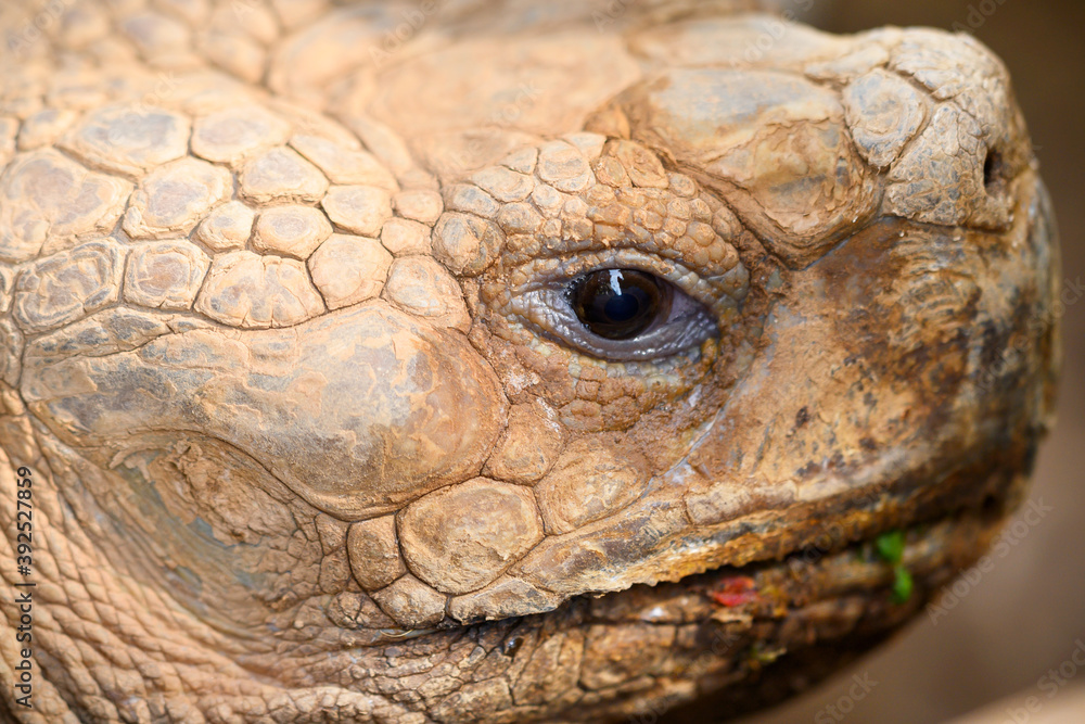 Turtle face close up image. High quality photo Turtle face close up image. High quality photo