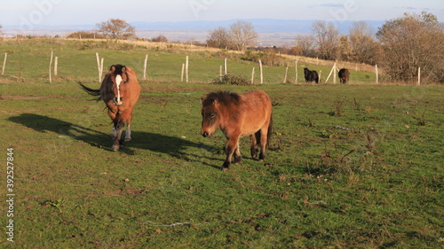 Tableau sur toile gentil poney