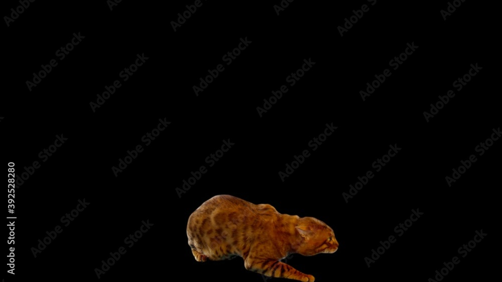 Bengal cat with alpha channel. Luma Matte Bengal cat with alpha channel. Luma Matte