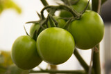 Green tomatoes planted in an urban garden for personal consumption