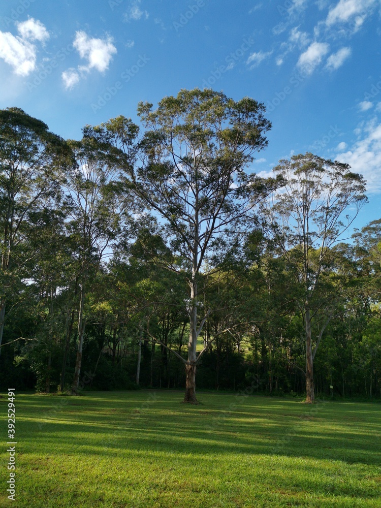 Beautiful view of a park with green grass and tall trees and deep blue sky with light clouds in the background, Heritage park, Castle Hill, Sydney, New South Wales, Australia
Beautiful view of a park with green grass and tall trees and deep blue sky with light clouds in the background, Heritage park, Castle Hill, Sydney, New South Wales, Australia