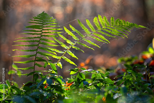 Leuchtende Farnwedel im Gegenlicht auf dem Waldboden