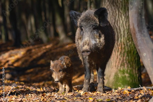 Wild boar in the autumn forest with baby