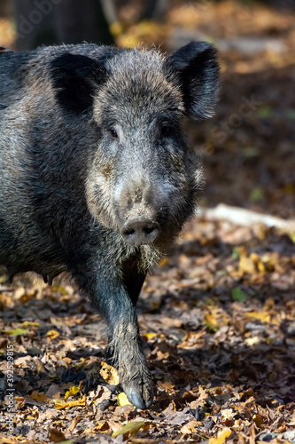 Wild boar in the autumn forest
