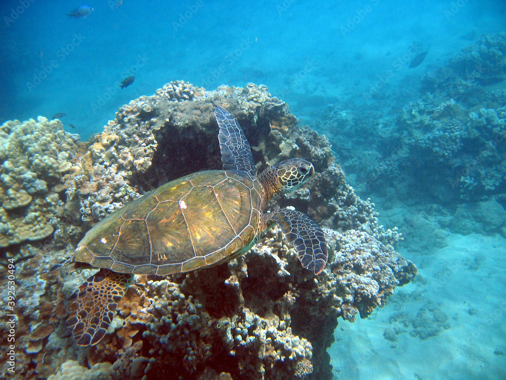 Fototapeta premium Green Sea Turtles, Hawaii