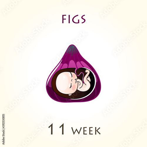 Stages of development of pregnancy, the size of the embryo for weeks. Human fetus inside the uterus. 11 week of 42 weeks of pregnancy. Vector illustrations figs