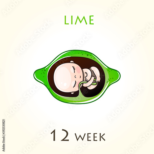 Stages of development of pregnancy, the size of the embryo for weeks. Human fetus inside the uterus.12 week of 42 weeks of pregnancy. Vector illustrations lime