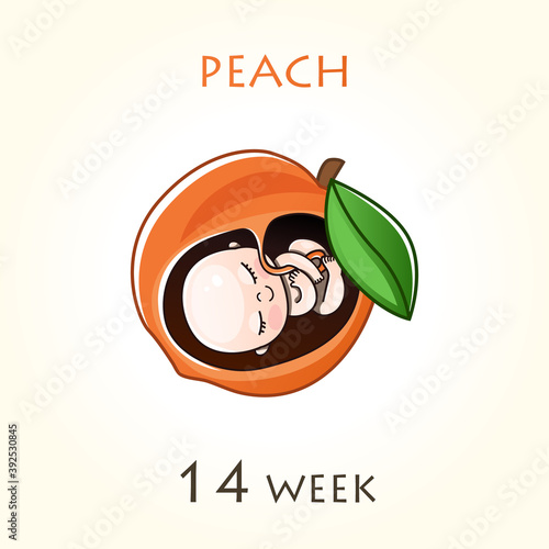 Stages of development of pregnancy, the size of the embryo for weeks. Human fetus inside the uterus. 14 week of 42 weeks of pregnancy. Vector illustrations peach