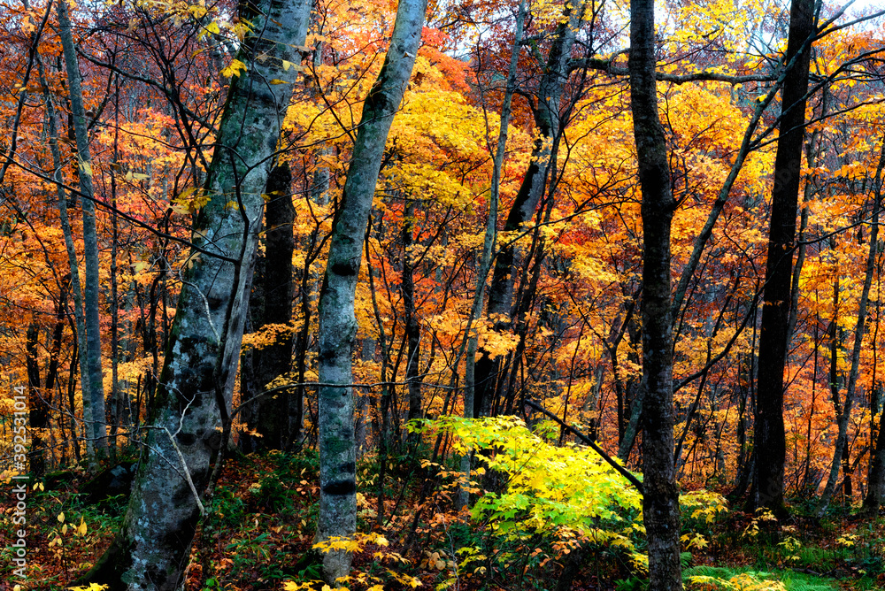Autumn leaves autumn foliage autumn colors fall leaves
fall Autumn leaves autumn foliage autumn colors fall leaves
fall