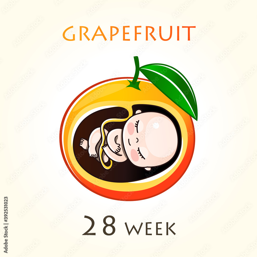 Stages of development of pregnancy, the size of the embryo for weeks