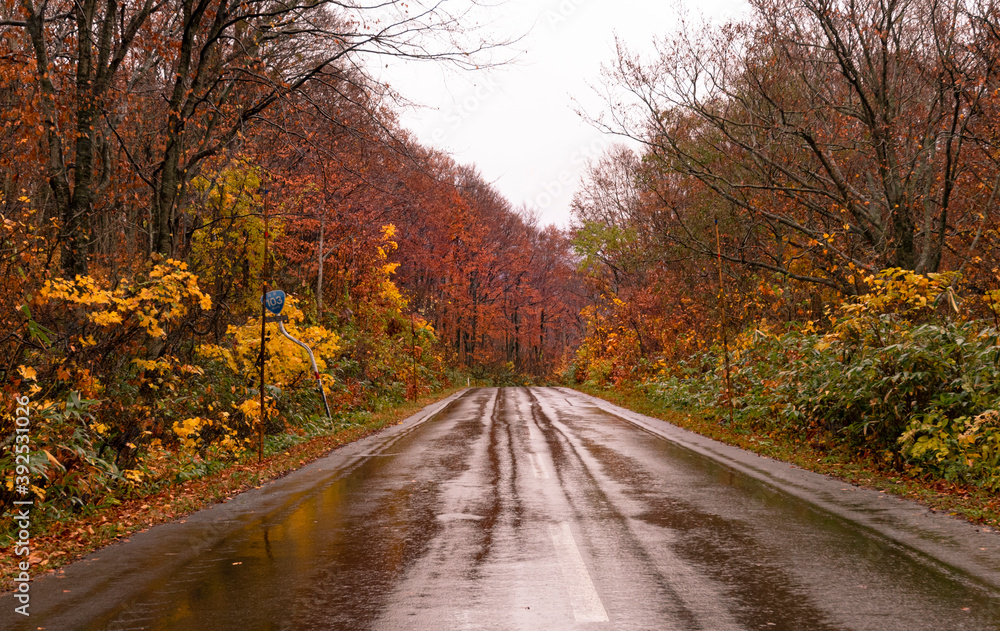 Autumn leaves autumn foliage autumn colors fall leaves
fall Autumn leaves autumn foliage autumn colors fall leaves
fall