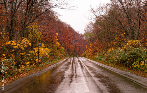 Autumn leaves autumn foliage autumn colors fall leaves fall