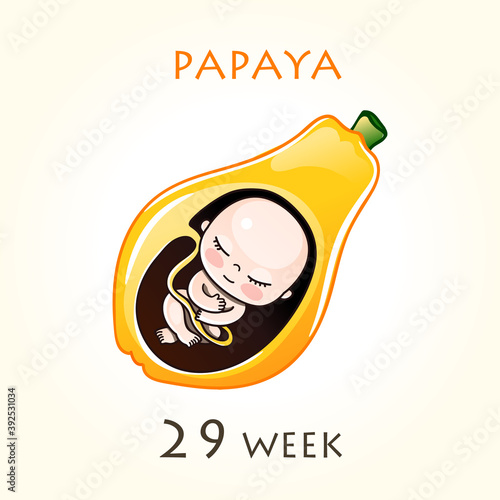 Stages of development of pregnancy, the size of the embryo for weeks. Human fetus inside the uterus. 29 week of 42 weeks of pregnancy. Vector illustrations papaya