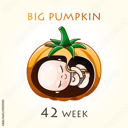 Stages of development of pregnancy, the size of the embryo for weeks. Human fetus inside the uterus. 15 week of 42 weeks of pregnancy. Vector illustrations pumpkin