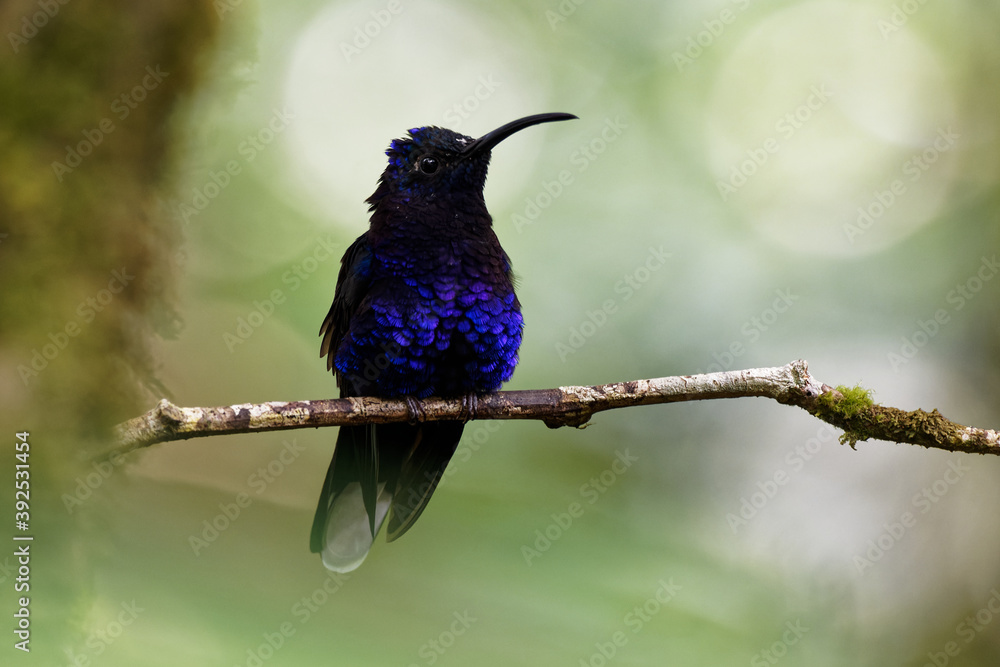 Fototapeta premium Violet Sabrewing - Campylopterus hemileucurus very large hummingbird native to southern Mexico and Central America as far as Costa Rica and Panama