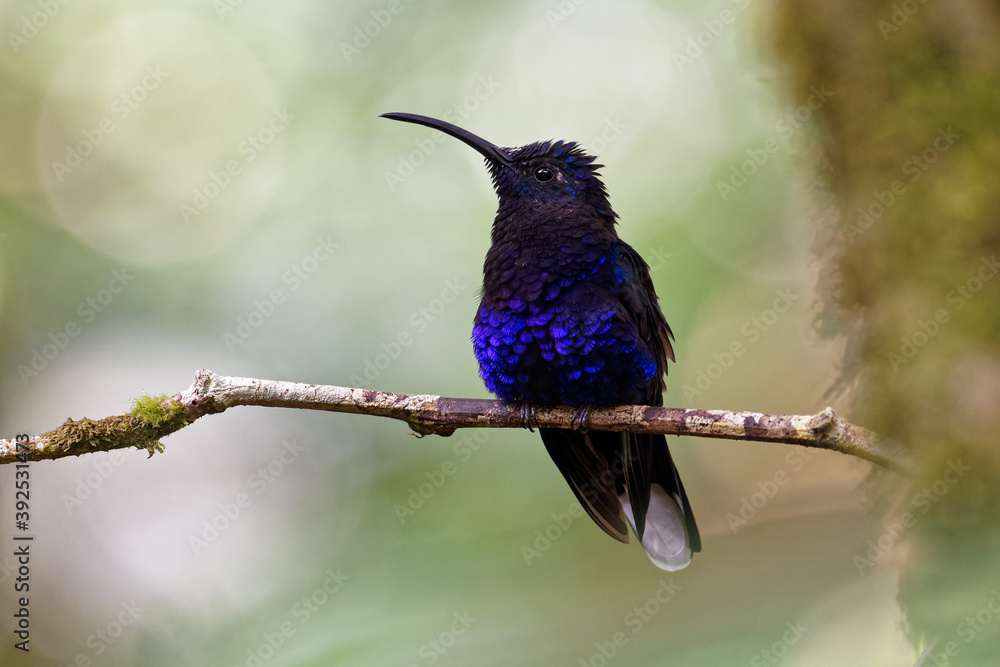 Fototapeta premium Violet Sabrewing - Campylopterus hemileucurus very large hummingbird native to southern Mexico and Central America as far as Costa Rica and Panama