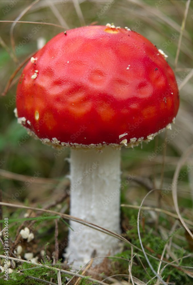 Poisonous fly agaric mushroom into forest at a walk Poisonous fly agaric mushroom into forest at a walk