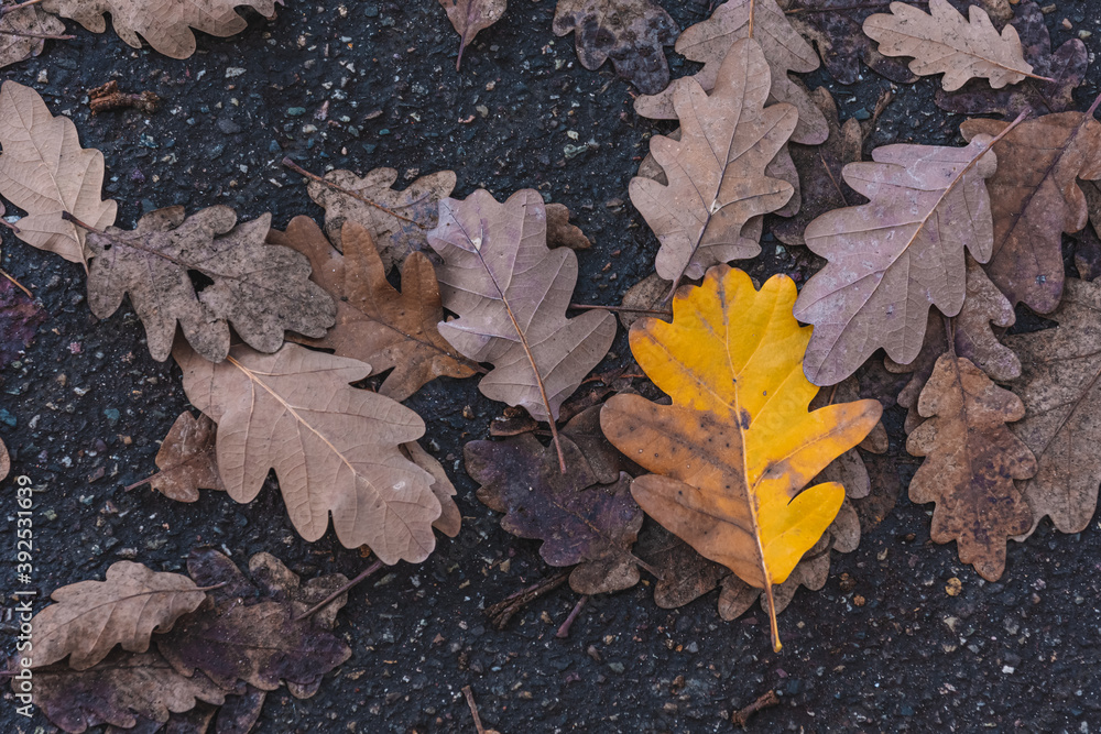 a single yellow oak leaf between others on the street a single yellow oak leaf between others on the street