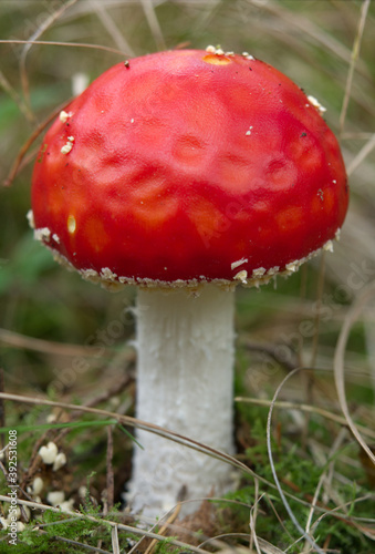 Poisonous fly agaric mushroom into forest at a walk