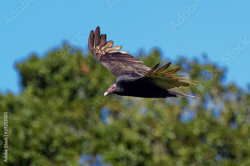 Turkey Vulture - Cathartes aura also known as the turkey buzzard and in some areas of the Caribbean as the John crow or carrion crow, is the most widespread of the New World vultures photo