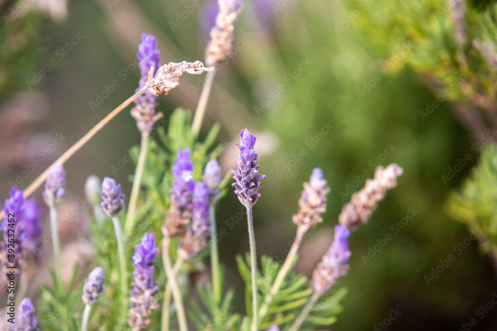 Close-up of lavender flowers in natural light Close-up of lavender flowers in natural light