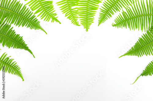 Green fern frame isolated on white background.